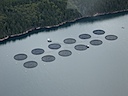 Fish Farm