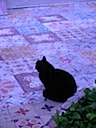 Six toed cat at Hemingway's House