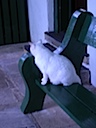 More Cats