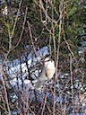 Grey Jay