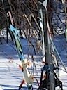 Grey jay admiring the skis