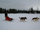 Dog sledding