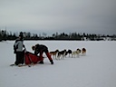 Dog sledding