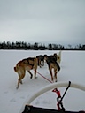 Dog sled ride