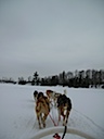 Dog sled ride